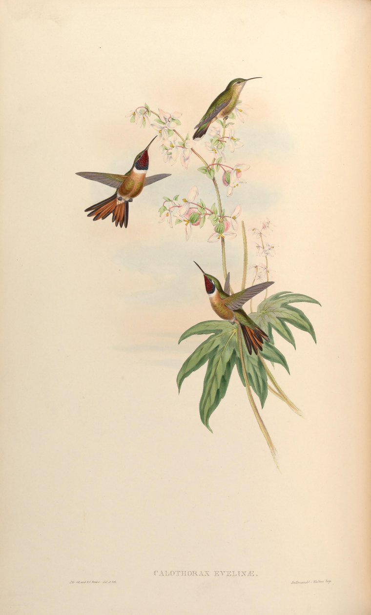 Calothorax evelinae = Calliphlox evelynae von John Gould