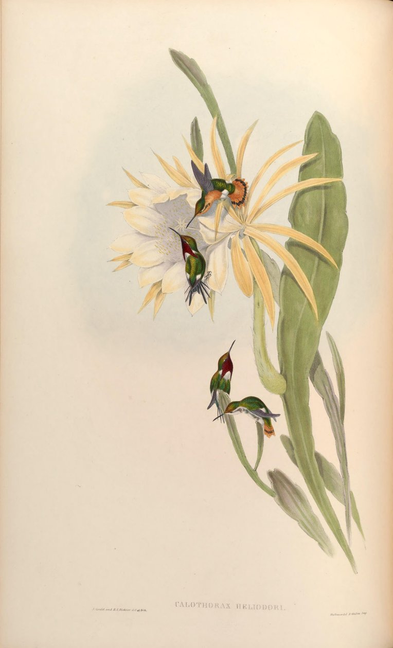 Calothorax heliodor = Chaetocercus heliodor von John Gould