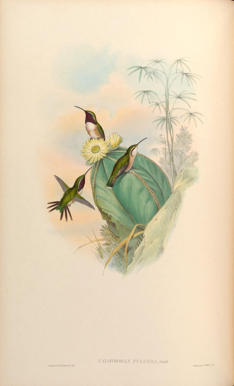Calothorax pulcher von John Gould