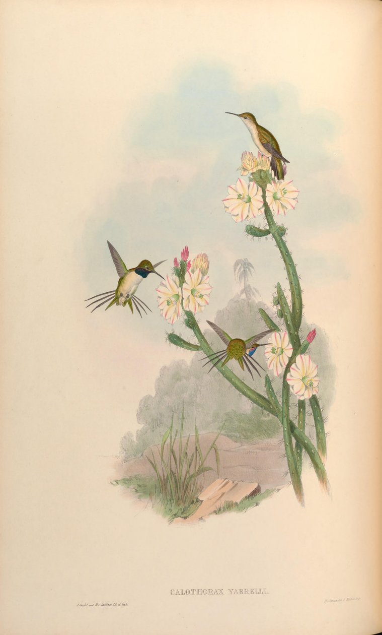 Calothorax yarrelli = Eulidia yarrellii von John Gould