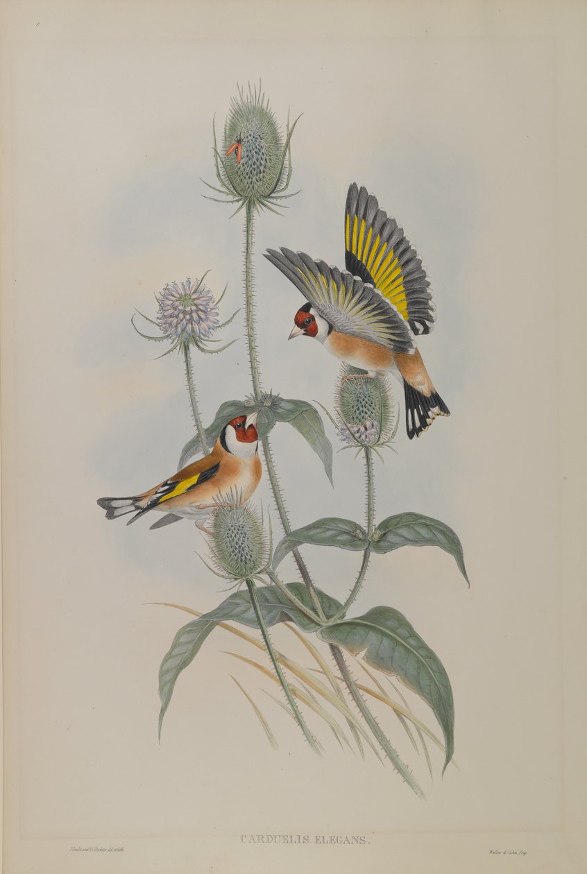 Carduelis Elegans - Stieglitz von John Gould