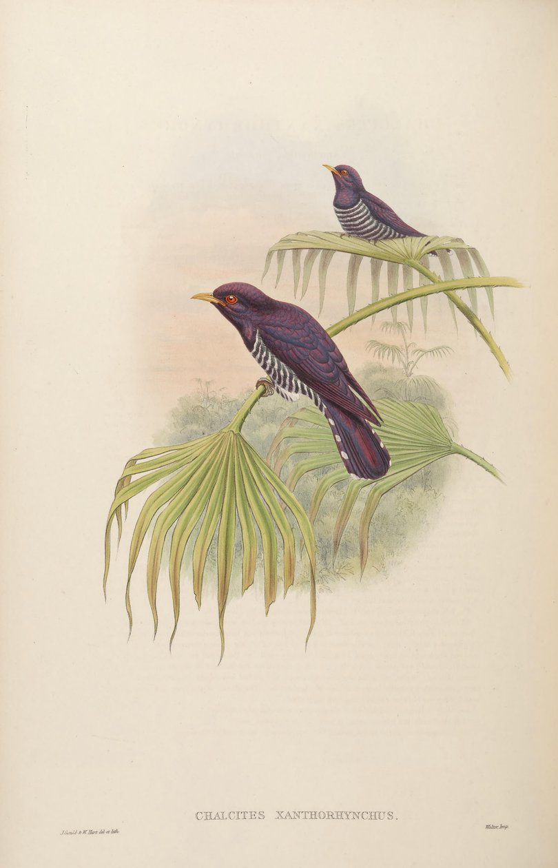 Chalcites xanthorhynchus = Chrysococcyx xanthorhynchus von John Gould