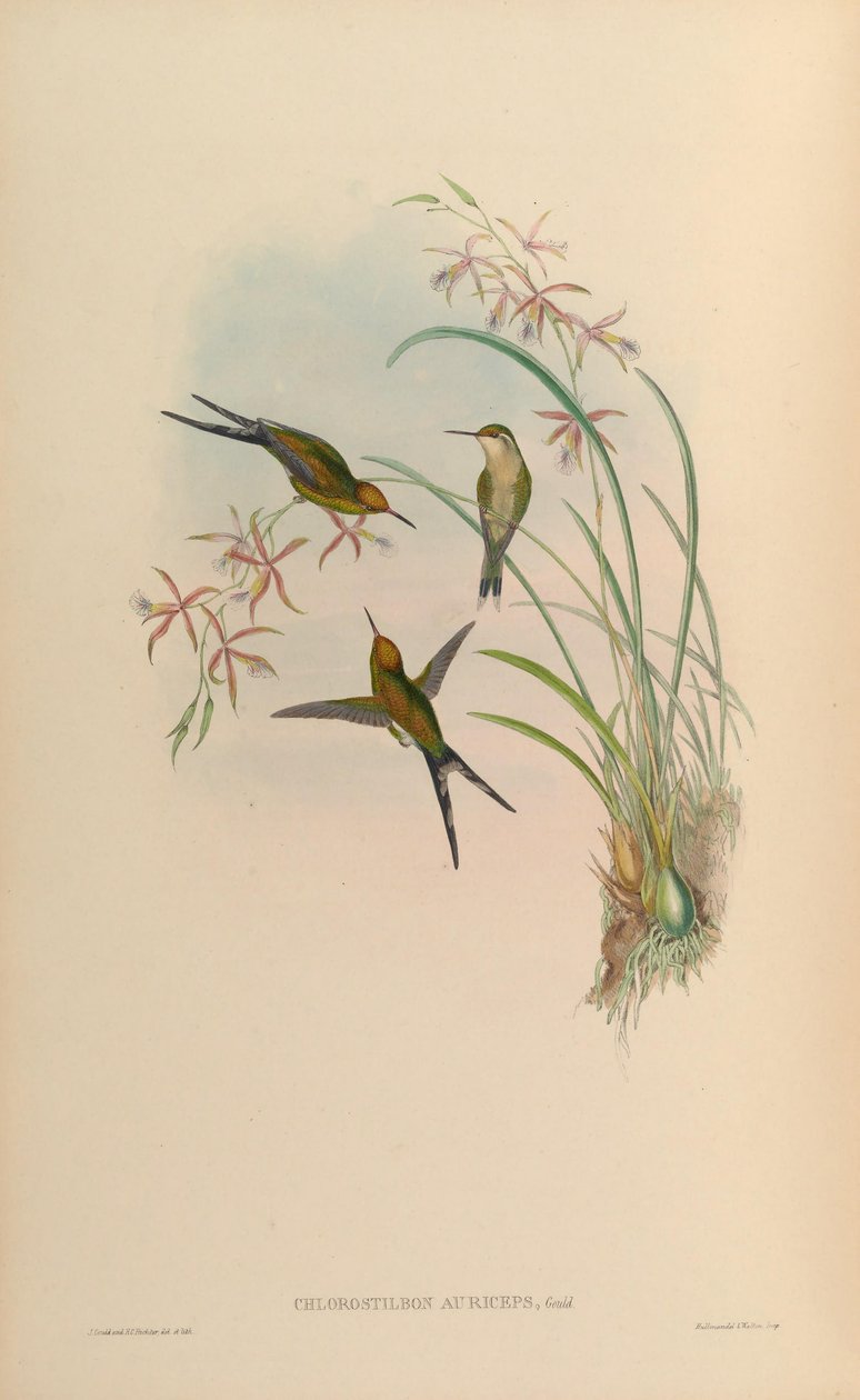 Chlorostilbon auriceps = Chlorostilbon auriceps von John Gould
