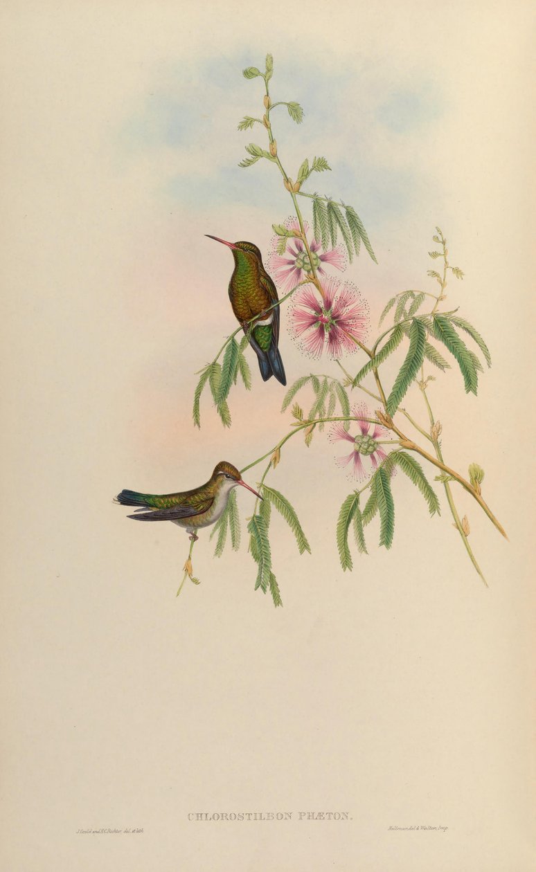 Chlorostilbon phaethon = Chlorostilbon aureoventris = Chlorostilbon lucidus von John Gould