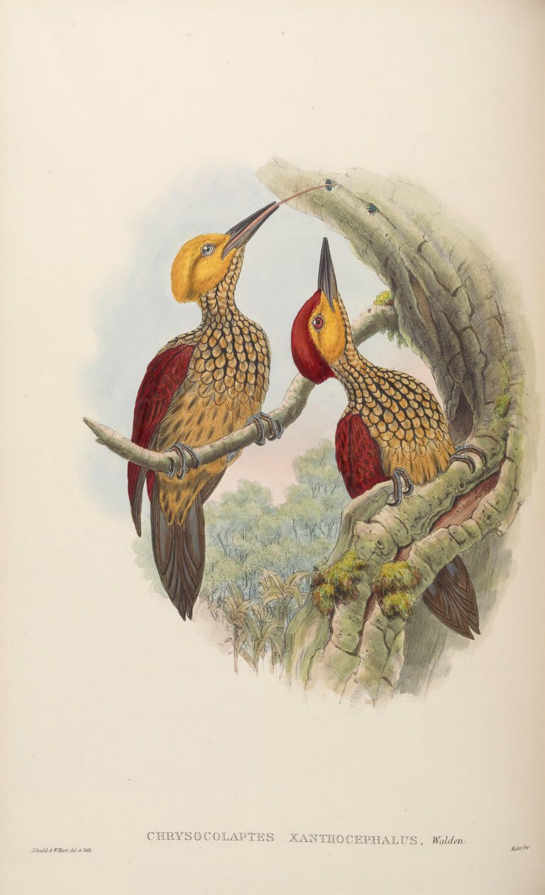 Chrysocolaptes xanthocephalus von John Gould