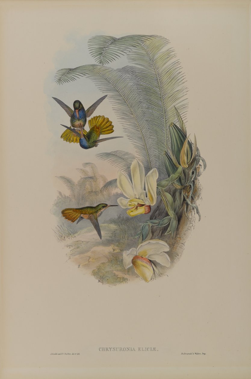 Chrysuronia Eliciae: Elicias Goldschwanz von John Gould