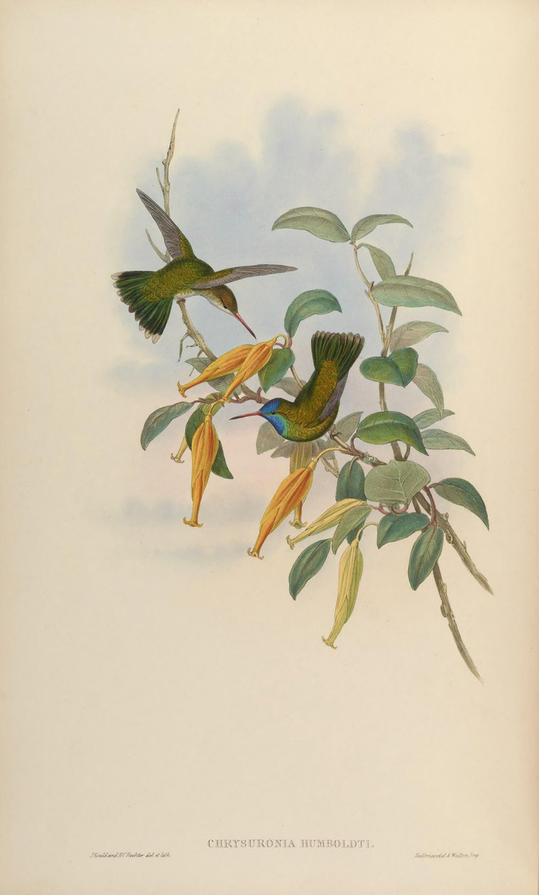 Chrysuronia humboldti = Hylocharis humboldti von John Gould