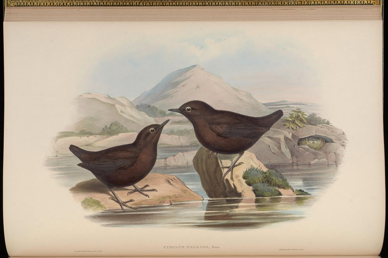 Cinclus pallasii von John Gould