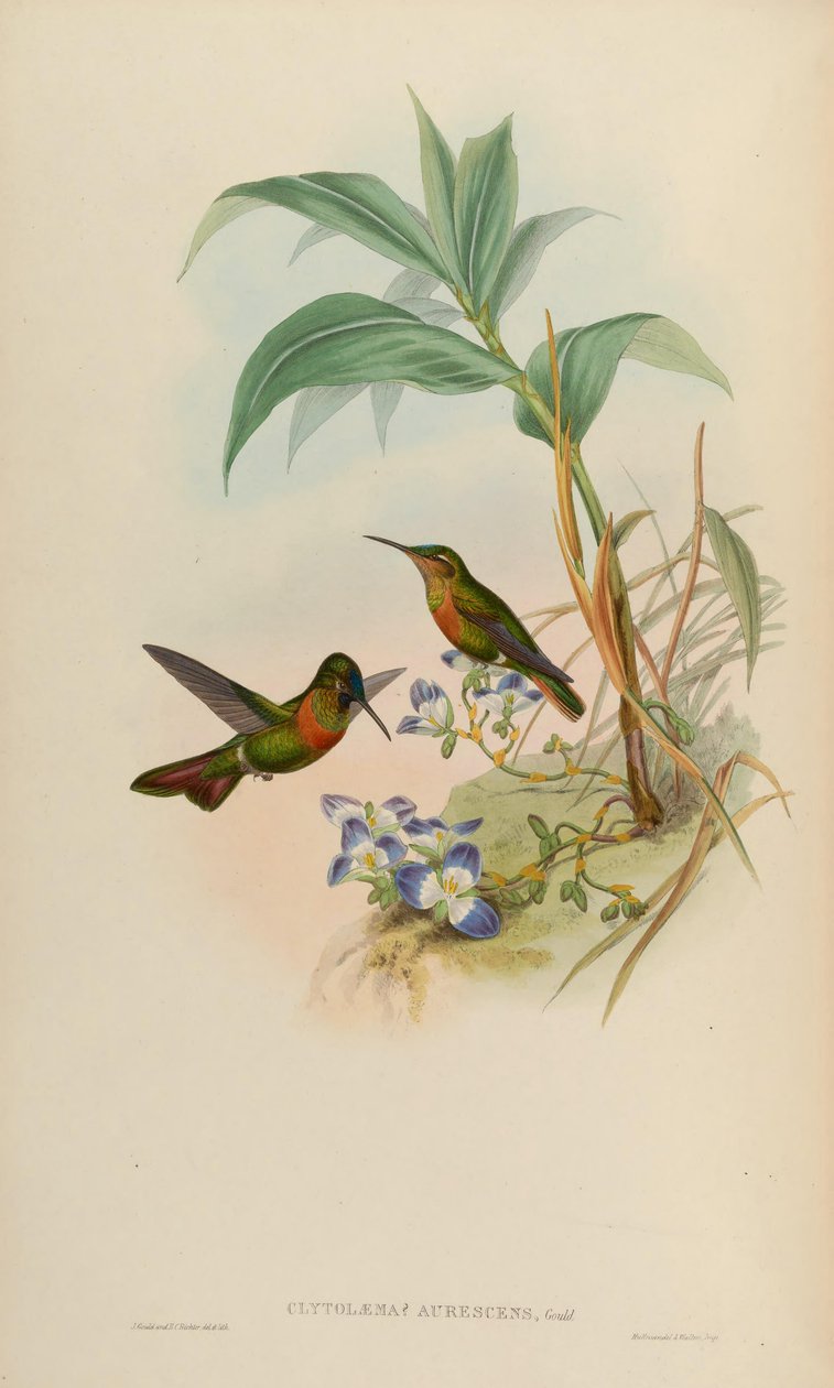 Clytolaema aurescens von John Gould