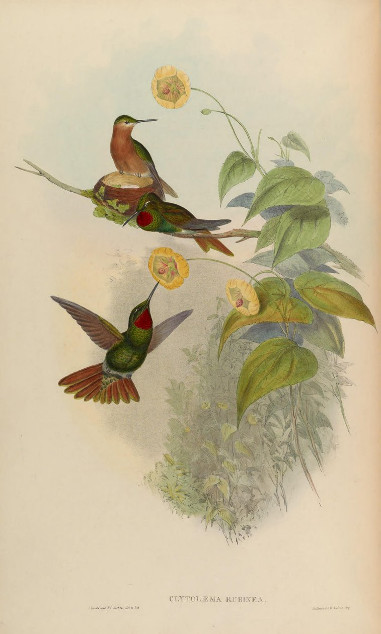 Clytolaema rubinea von John Gould