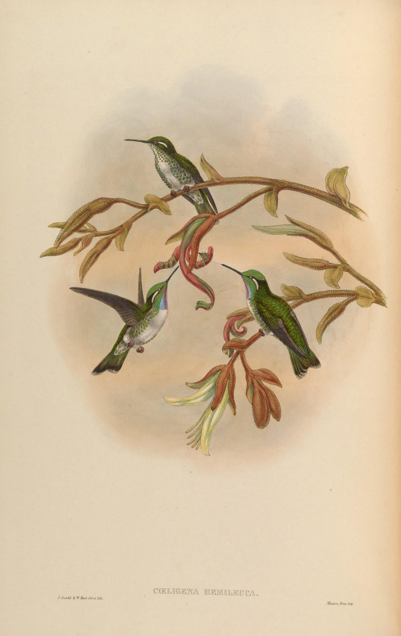 Coeligena hemileuca = Lampornis hemileucus von John Gould