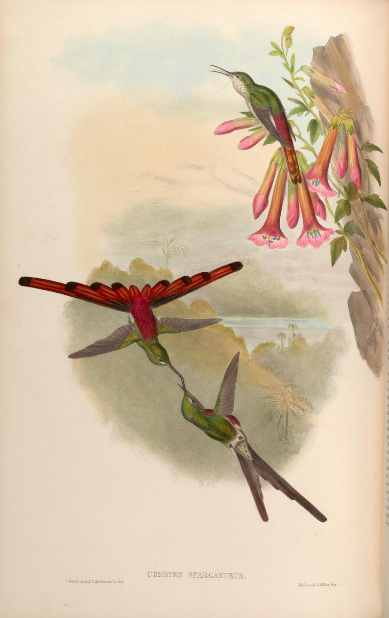 Cometes sparganurus = Sappho sparganura von John Gould
