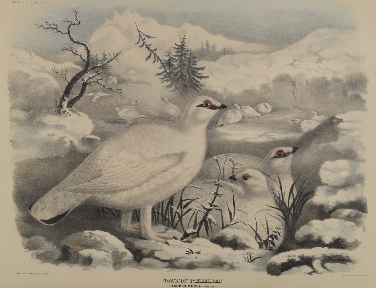 Alpenschneehuhn von John Gould