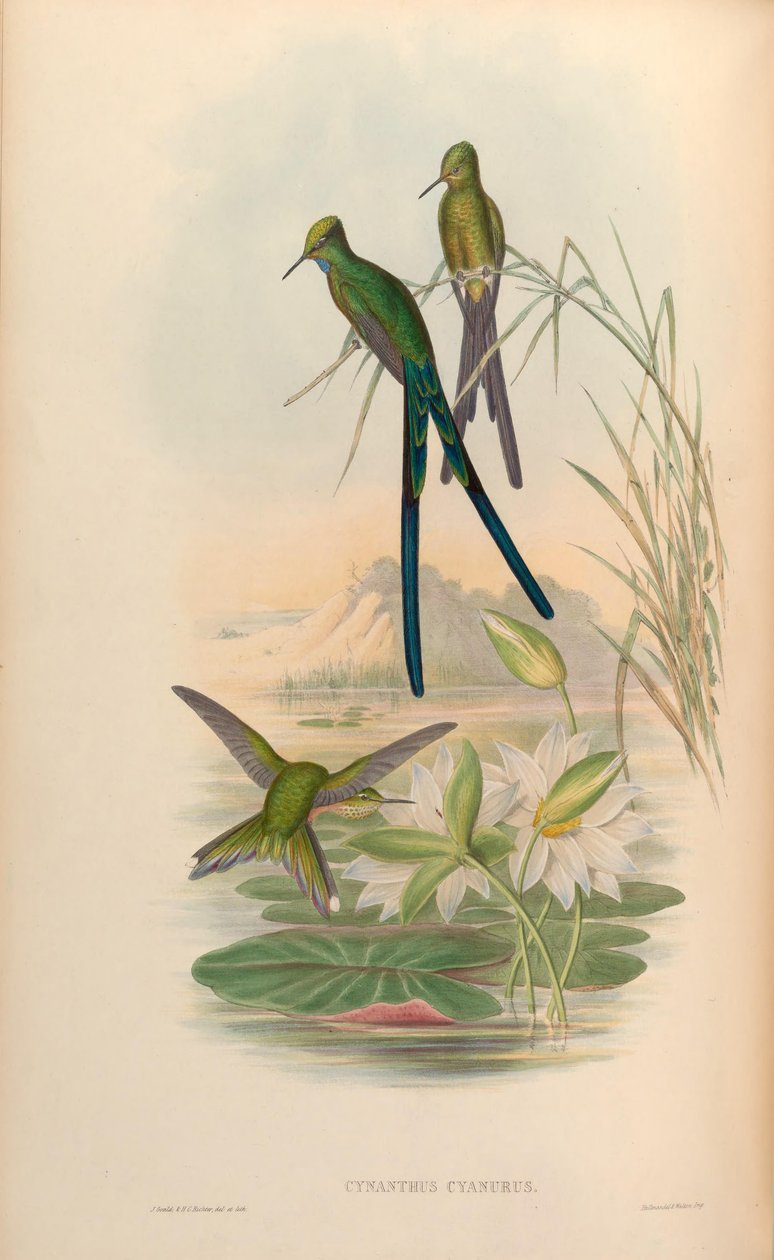 Cynanthus cyanurus = Aglaiocercus kingi von John Gould