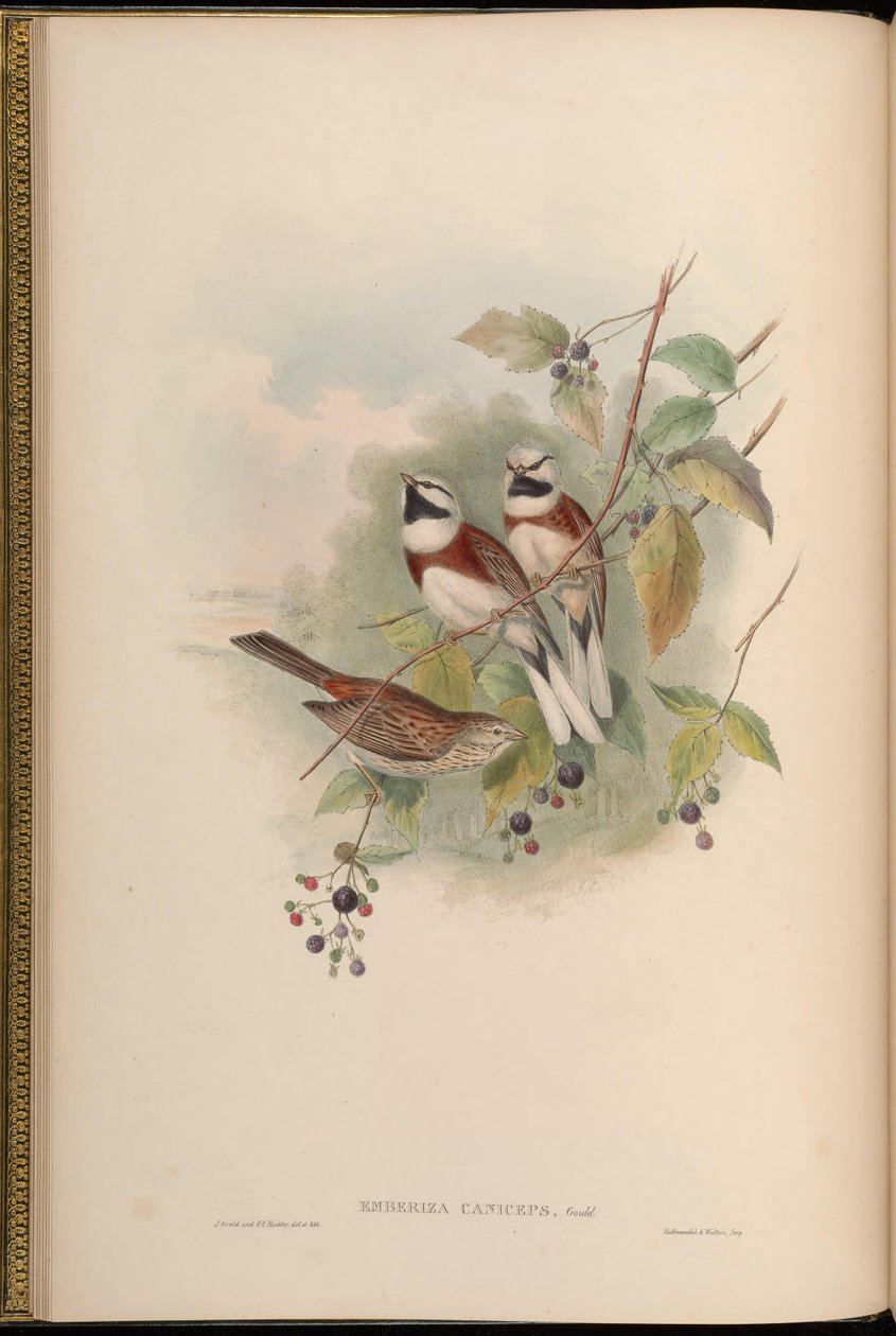 Emberiza caniceps von John Gould