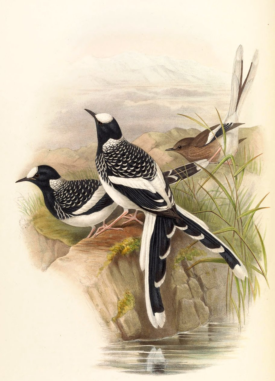 Enicurus maculatus von John Gould