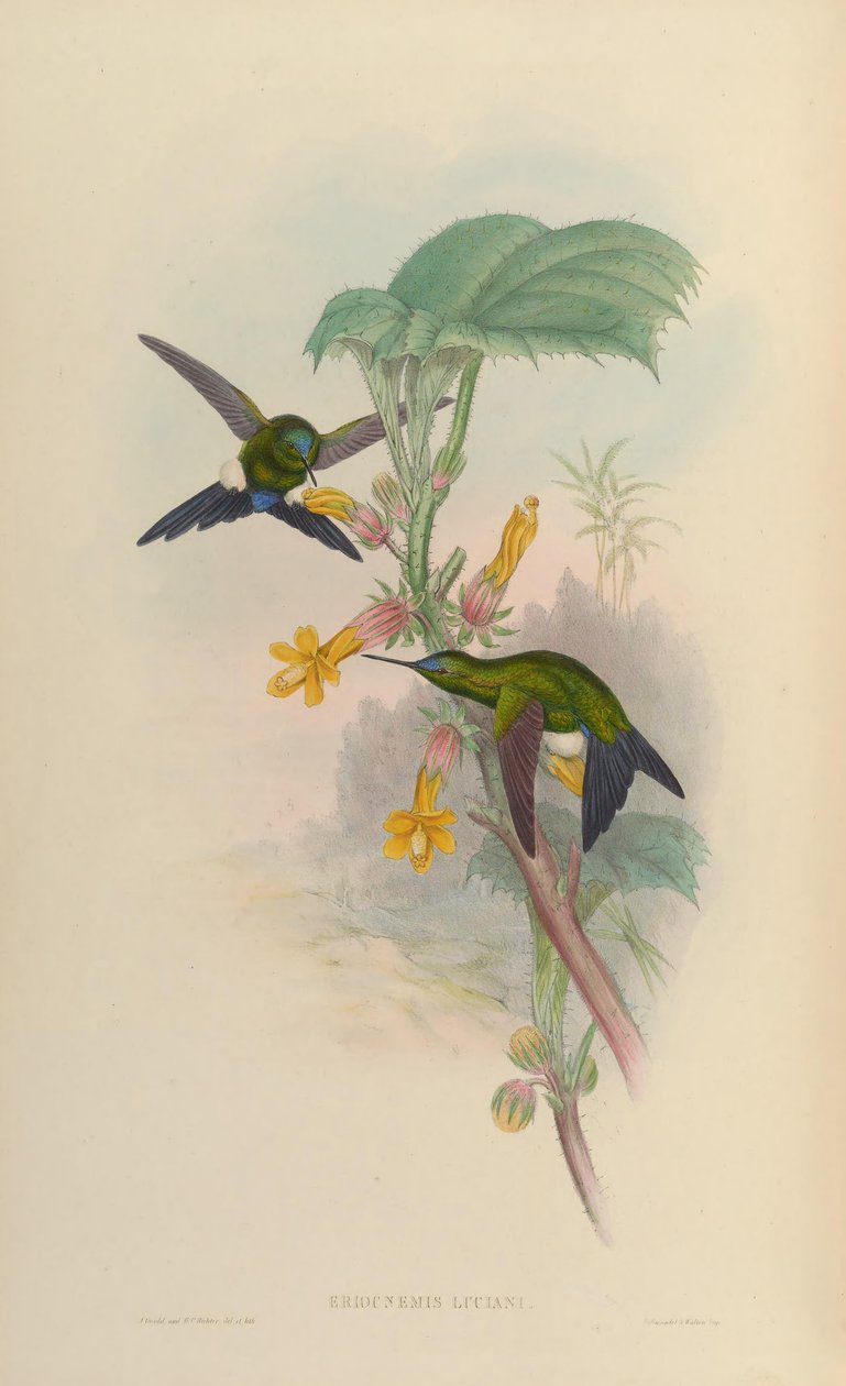 Eriocnemis luciani von John Gould