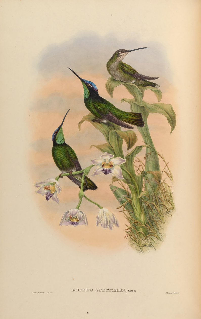 Eugenes spectabilis = Eugenes fulgens spectabilis von John Gould
