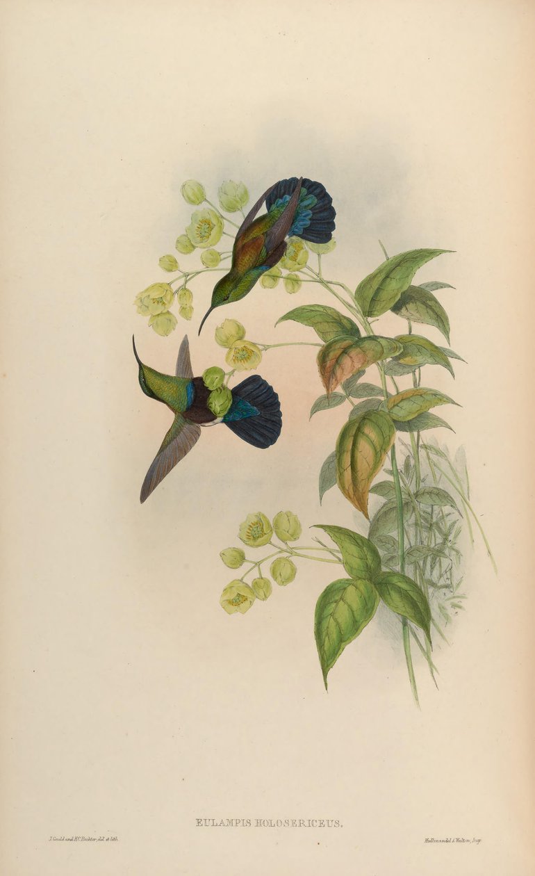 Eulampis holosericeus von John Gould