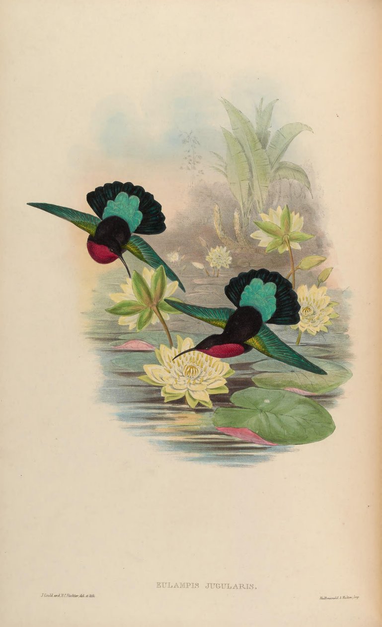 Eulampis jugularis von John Gould