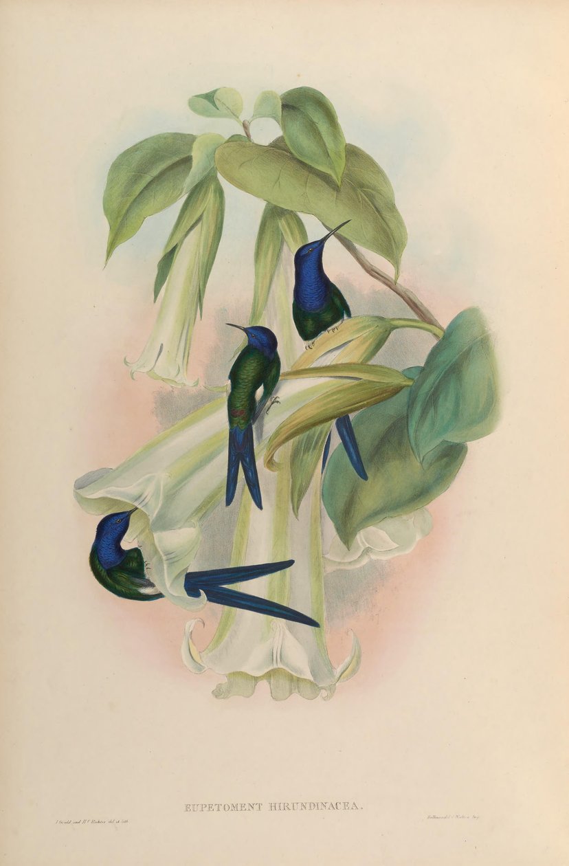 Eupetomena hirundinacea = Eupetomena macroura macroura von John Gould