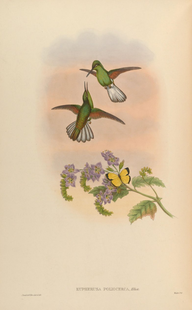 Eupherusa poliocerca von John Gould