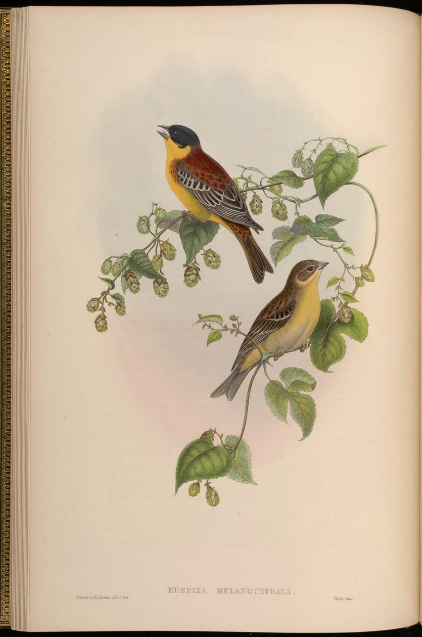 Euspiza melanocephala = Emberiza melanocephala von John Gould