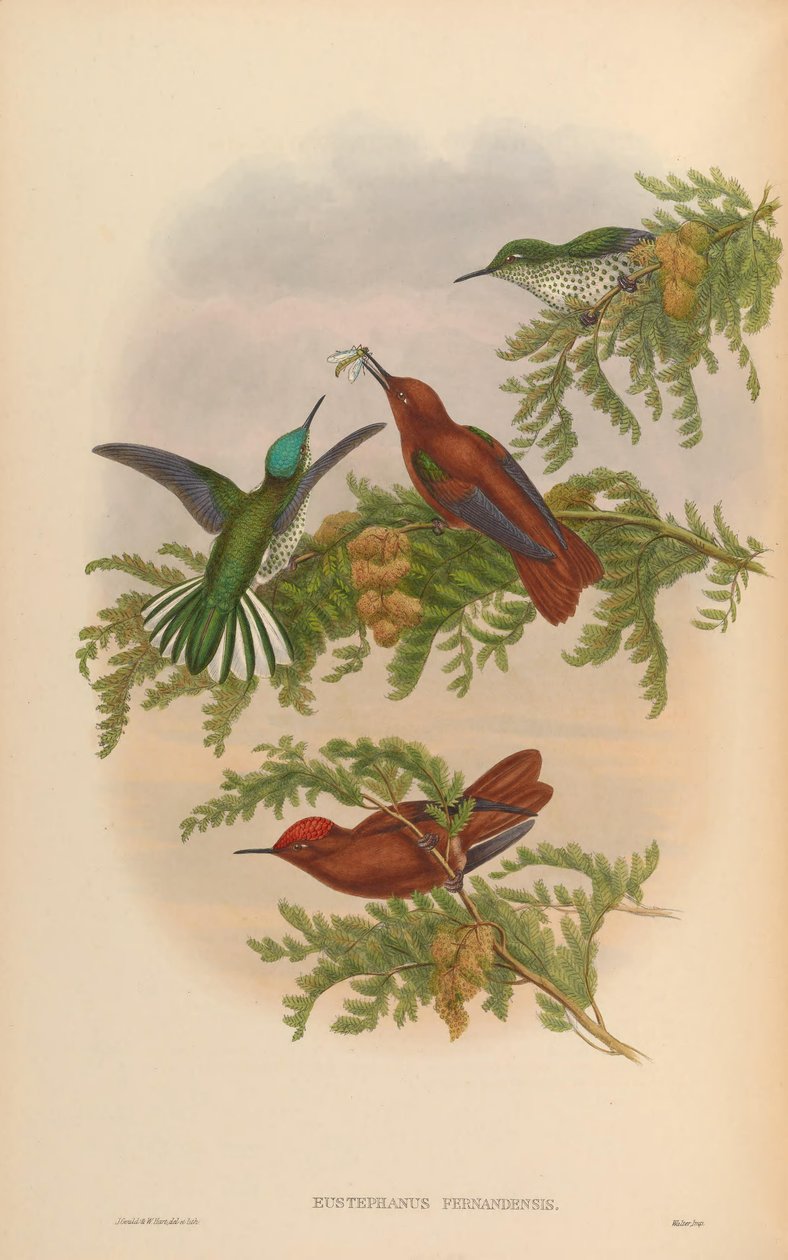 Eustephanus fernandensis = Sephanoides fernandensis fernandensis von John Gould