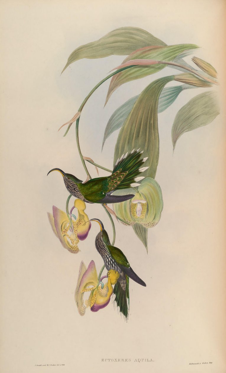 Eutoxeres aquila von John Gould