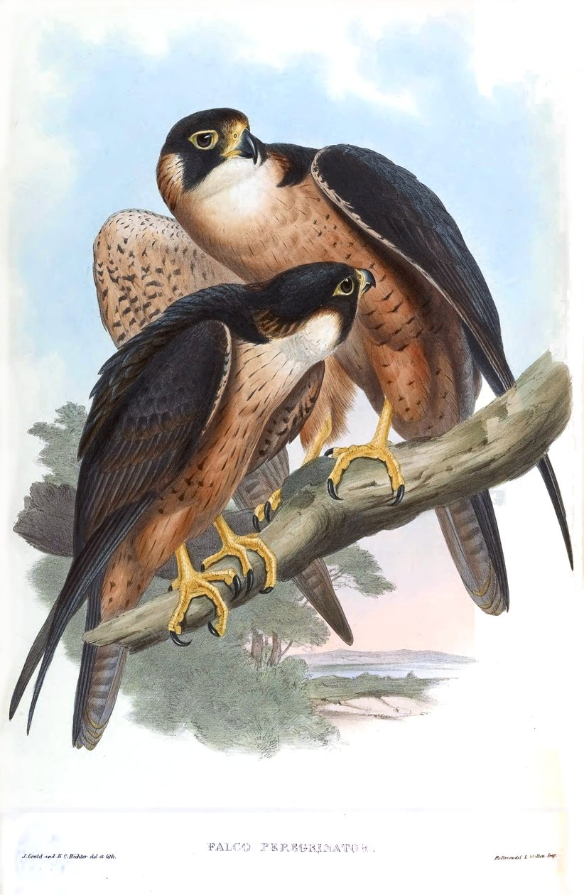Falco peregrinator von John Gould