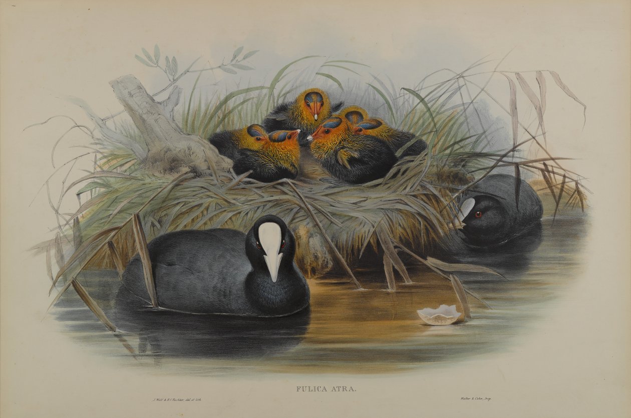 Fulica Atra von John Gould