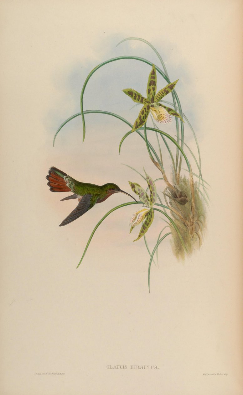 Glaucis hirsutus von John Gould