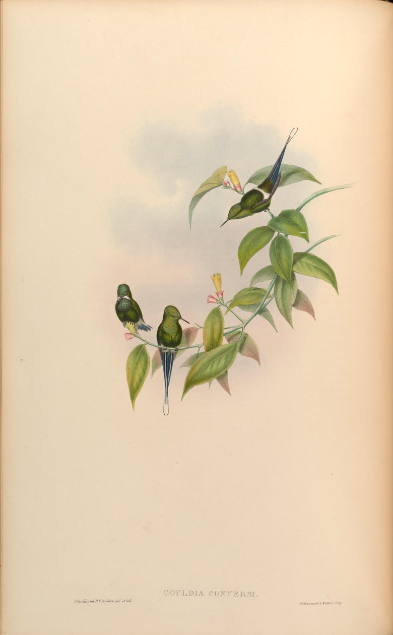 Gouldia conversi = Discosura conversii von John Gould