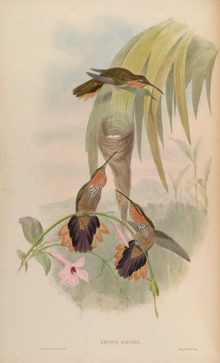 Grypus naevius = Ramphodon naevius von John Gould