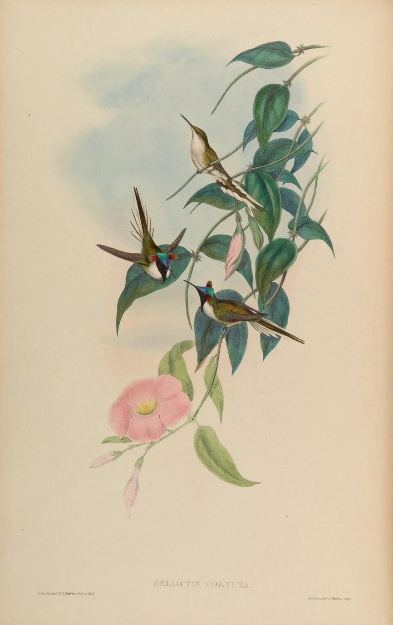 Heliactin cornuta = Heliactin bilophus von John Gould