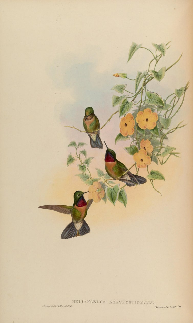 Heliangelus amethysticollis von John Gould