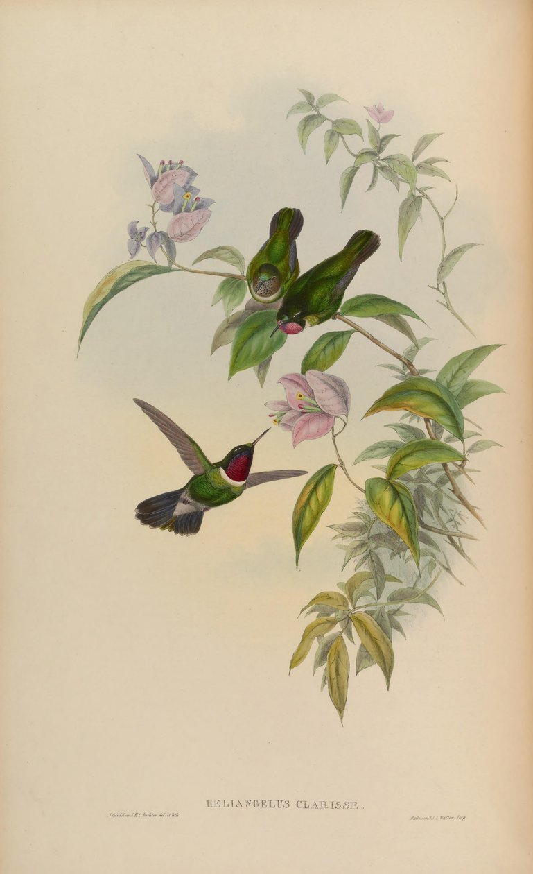 Heliangelus clarissae von John Gould