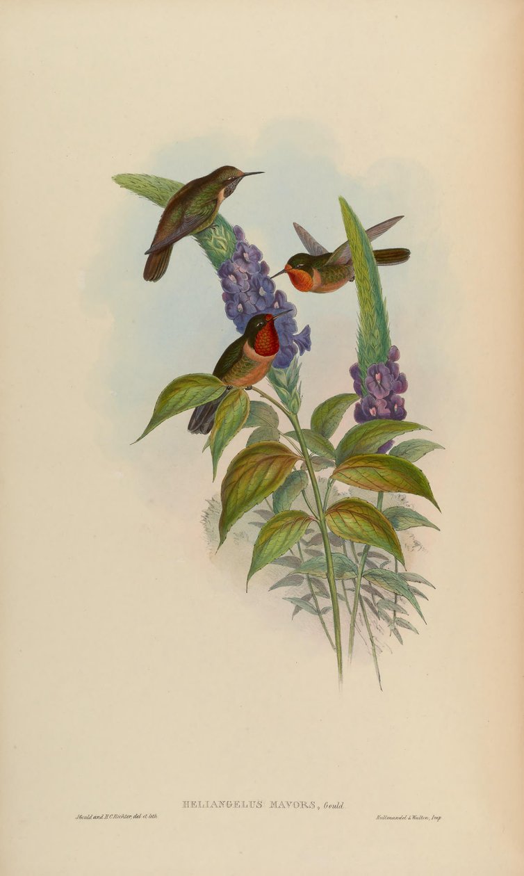 Heliangelus mavors von John Gould