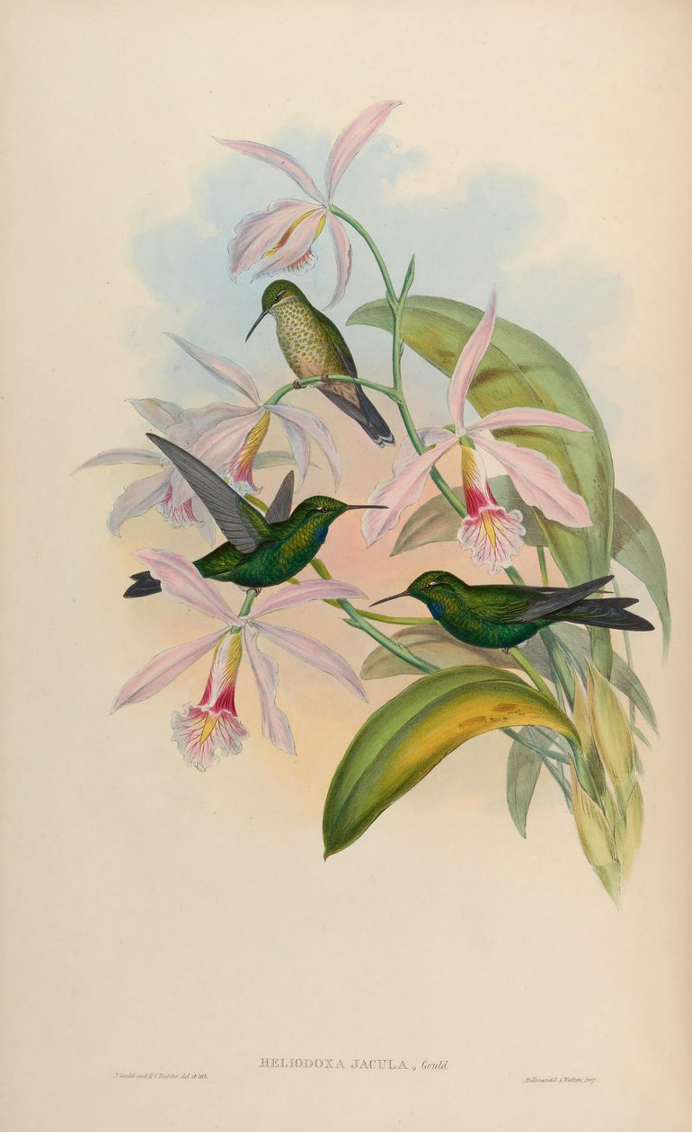Heliodoxa jacula von John Gould