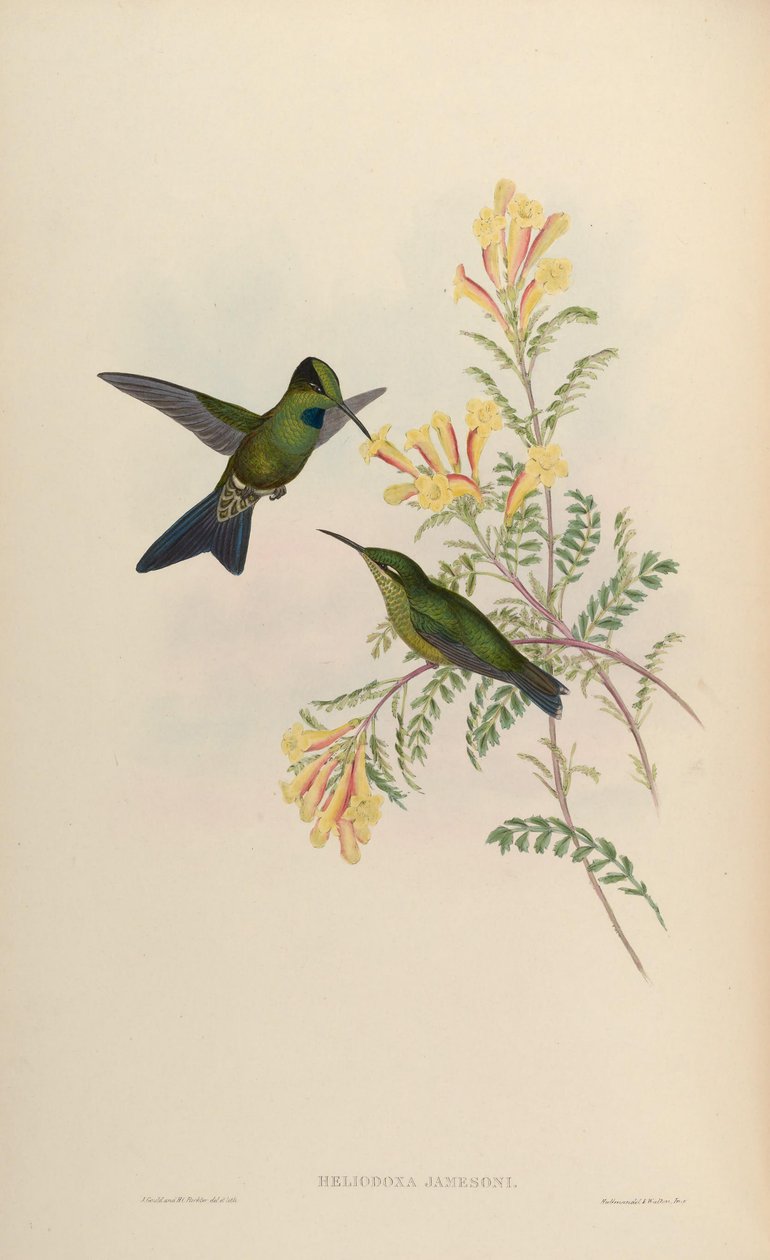 Heliodoxa jamesoni = Heliodoxa jacula jamesoni von John Gould