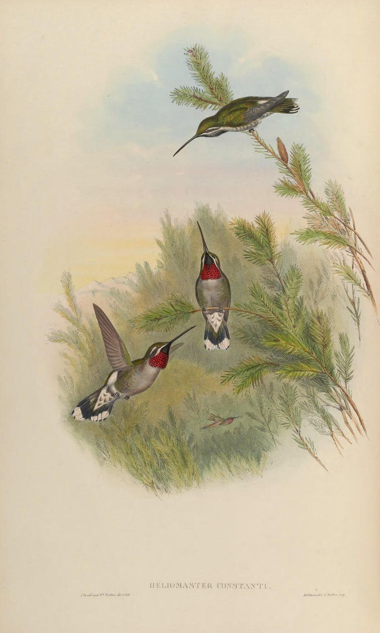 Heliomaster constantii von John Gould
