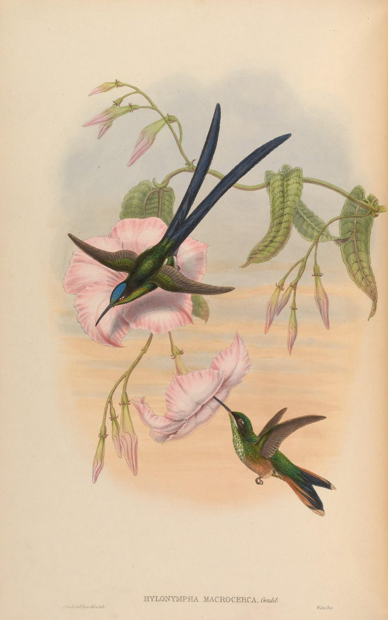 Hylonympha macrocerca von John Gould
