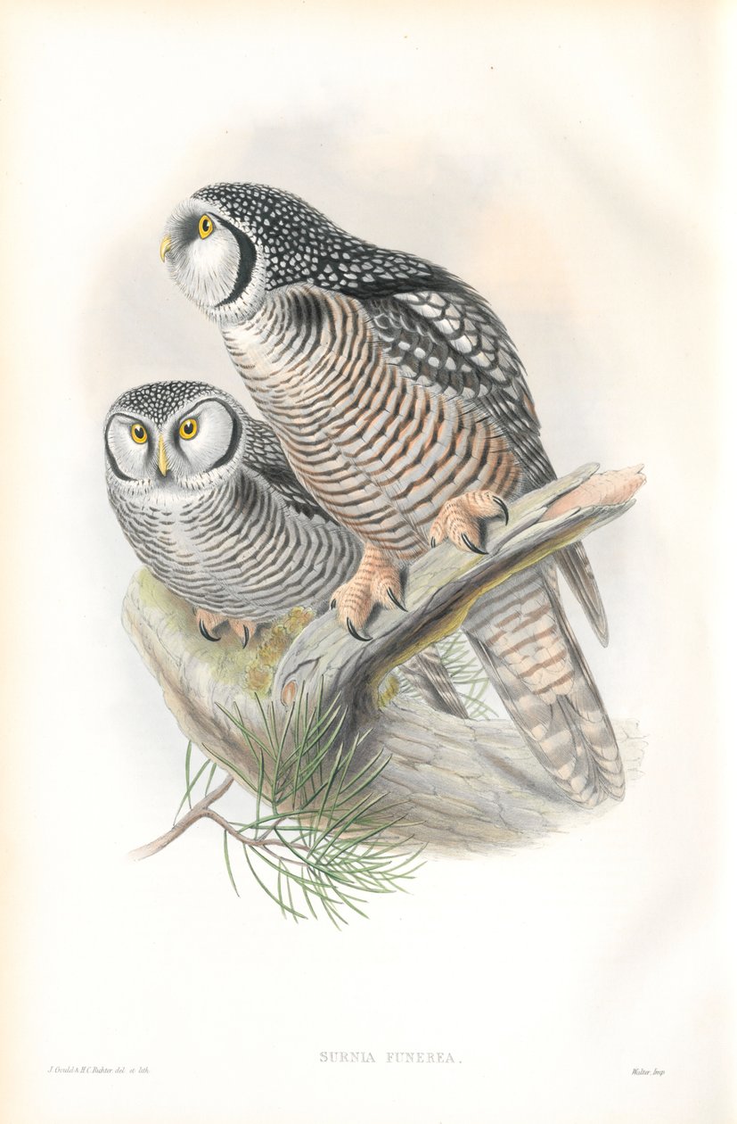 Illustration von Surnia Funerea (Sperbereule) von John Gould