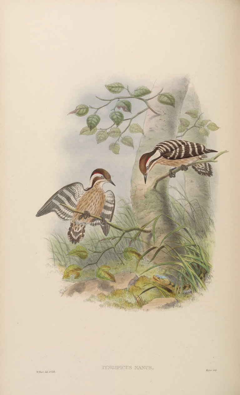 Dendrocopos nanus von John Gould