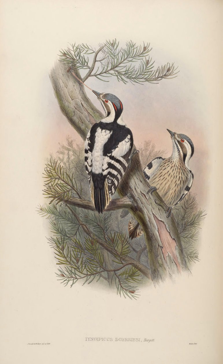 Iyngipicus scintilliceps = Dendrocopos canicapillus scintilliceps von John Gould