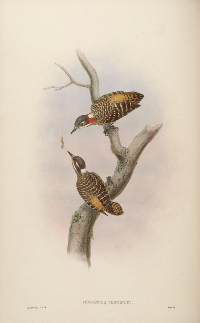 Iyngipicus temmincki = Dendrocopos temminckii von John Gould
