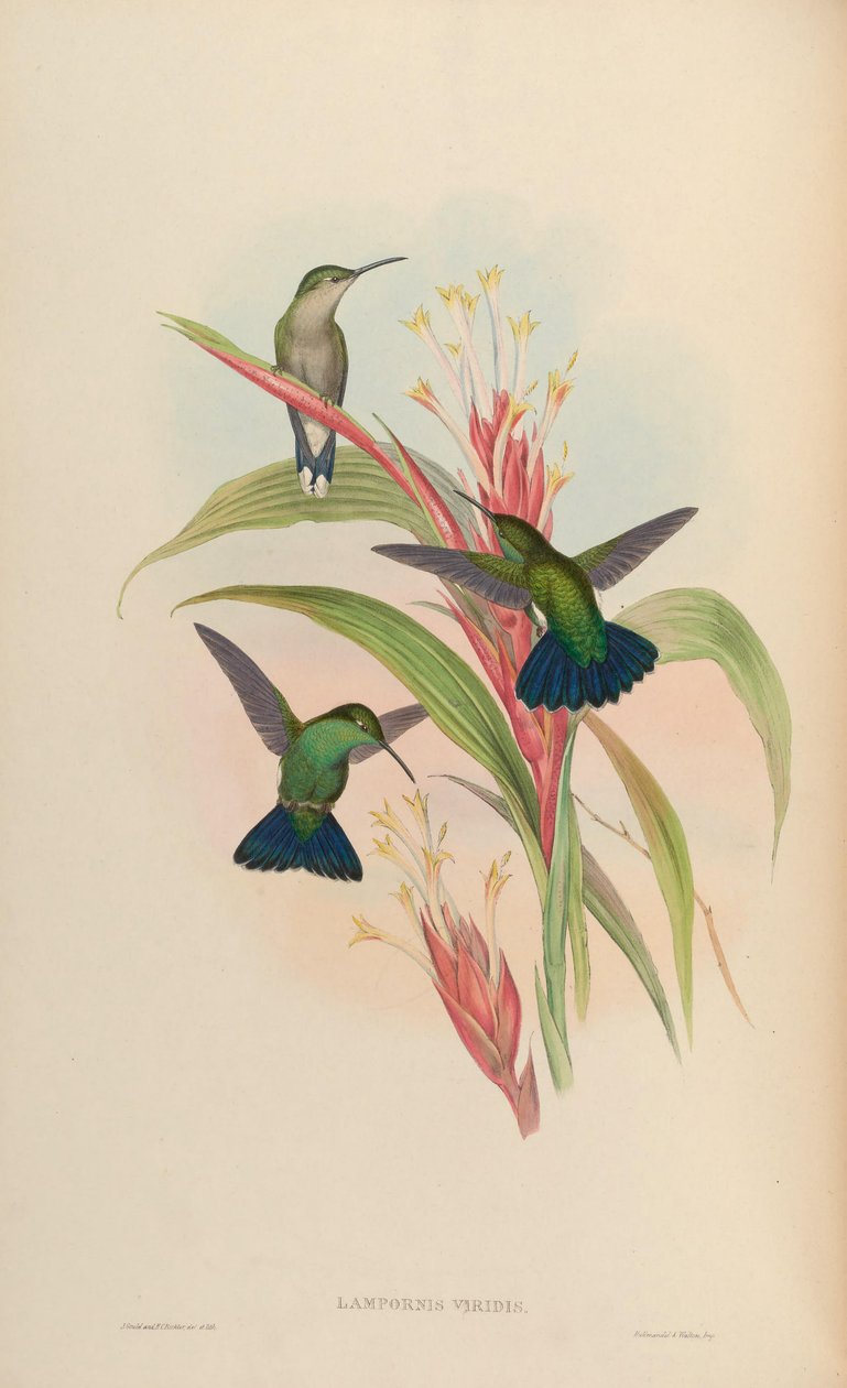 Lampornis viridis = Anthracothorax viridis von John Gould