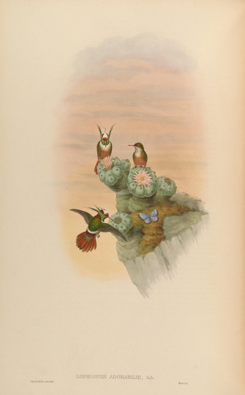 Lophornis adorabilis von John Gould