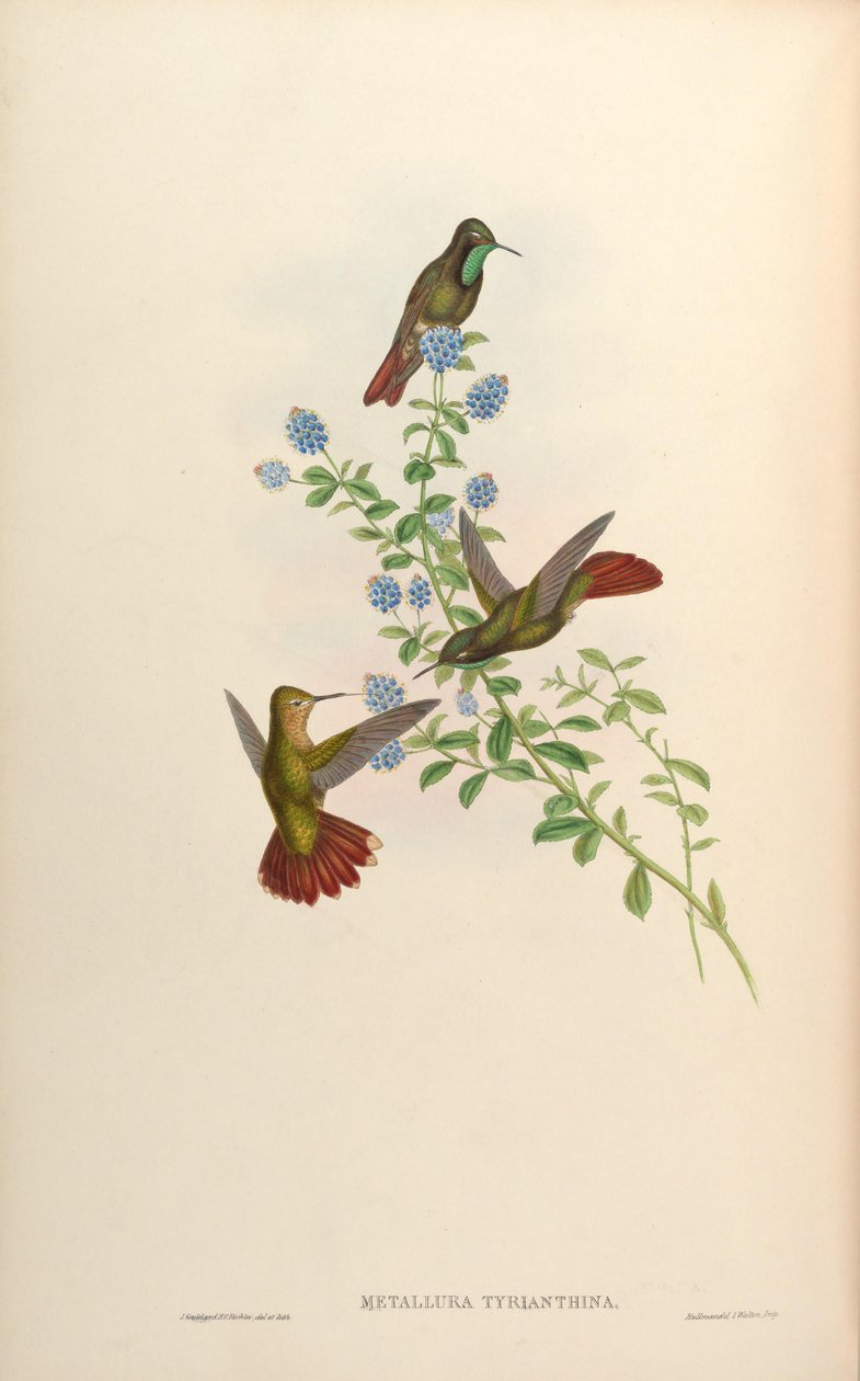 Metallura tyrianthina von John Gould