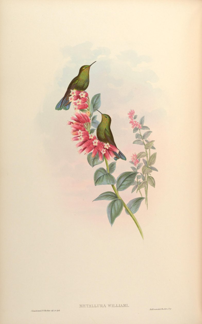 Metallura williami von John Gould